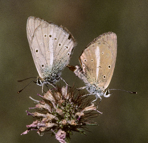 Spansk Stregblfugl, Polyommatus fulgens ssp. ainsae. Sierra de la Pea, 1.050 m. prov. Huesca, Spanien d. 6 august 2002. Fotograf; Tom Nygaard Kristensen 