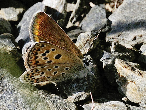 Sydlig Sortbrun Blfugl, Aricia montensis (Verity, 1928).  Observatorio, Sierra Nevada, elevation: 2750 m. Andalusia, Spain d. 11  juli 2014. Photographer; Tom N. Kristensen