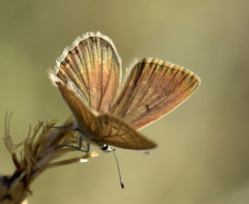 Spansk Pelsblfugl, Polyommatus (Agrodiaetus) fabressei. Albarracin, Teruel, Spanien d. d. 2 august 2016. Fotograf; Tom Nygaard Kristensen