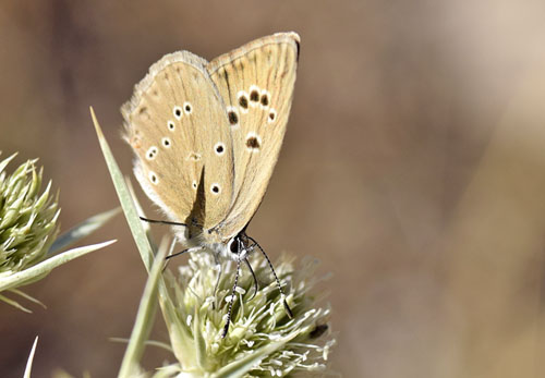 Spansk Pelsblfugl, Polyommatus (Agrodiaetus) fabressei. Albarracin, Teruel, Spanien d. d. 2 august 2016. Fotograf; Tom Nygaard Kristensen