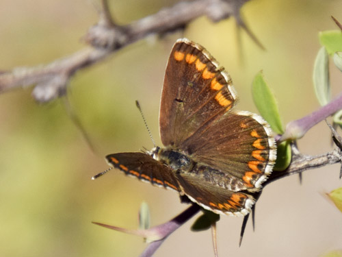 Sydlig Rdplettet Blfugl, Aricia cramera. Sierra de Baza, elevation: 2200 m. Granada, Andalusien, Spain d. 5 august 2016. Photographer; Tom Nygaard Kristensen