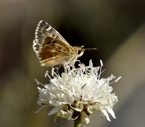 Mosaikbredpande, Muschampia proto ssp. aragonensis. Teruel, Aragon, Spanien d. 1 august 2016. Fotograf; Tom Nygaard Kristensen