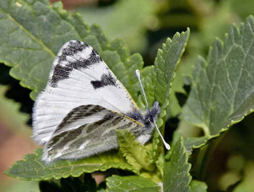 Tenerife Stribehvidvinge, Euchloe eversi. Tenerife d. 3 april 2018. Fotograf; Tom Nygaard Kristensen