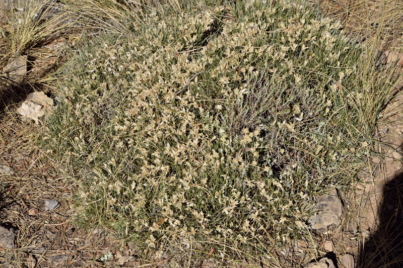 Sierra de Baza, elevation: 2200 m. Granada, Andalusien, Spain d. 5 august 2016. Photographer; Tom Nygaard Kristensen