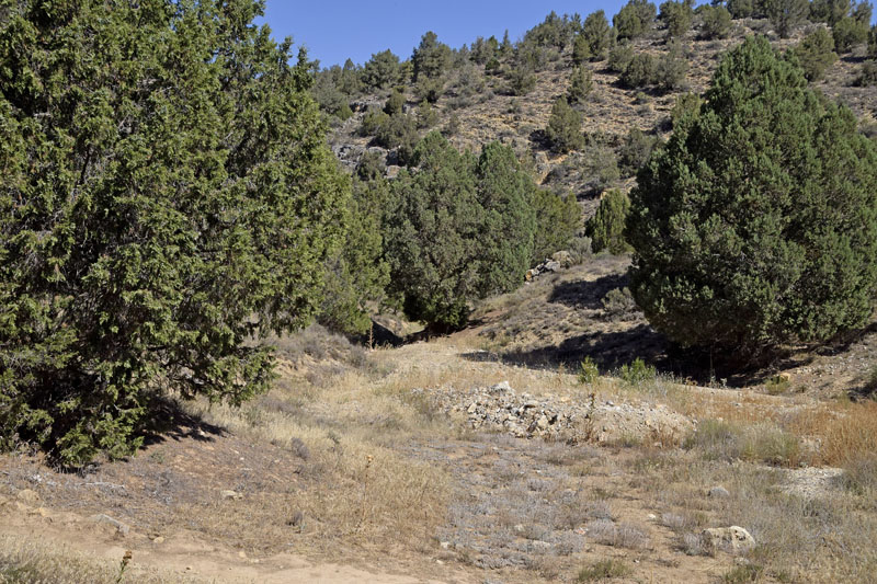 Spansk Pelsblfugl, Polyommatus (Agrodiaetus) fabressei. Albarracin, Teruel, Spanien d. d. 2 august 2016. Fotograf; Tom Nygaard Kristensen