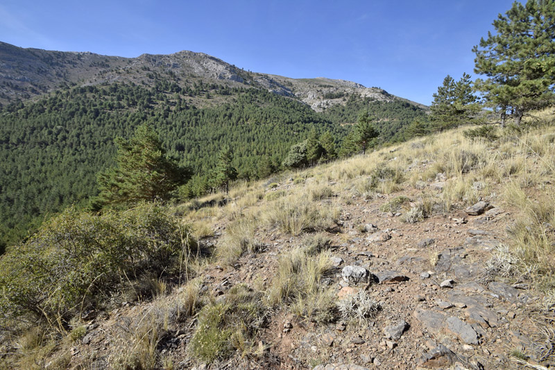 Sierra de Baza, elevation: 2200 m. Granada, Andalusien, Spain d. 5 august 2016. Photographer; Tom Nygaard Kristensen