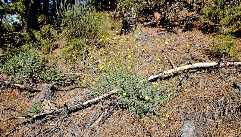 Tenerife Vejsennep, Descurainia bourgeana.  Tenerife d. 3 april 2018. Fotograf; Tom Nygaard Kristensen