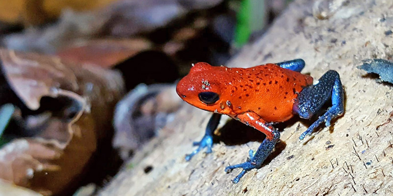 Strawberry Poison Frog, Oophaga pumilio. La Selva, Costa Rica d. 24 januar 2019. Fotograf; Hanne Christensen