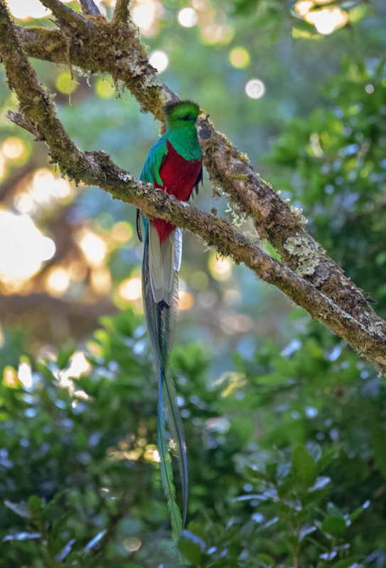Quetzal, Pharomachrus mocinno. San Jose, Costa Rica d. 2 februar 2019. Fotograf; John Strange Petersen