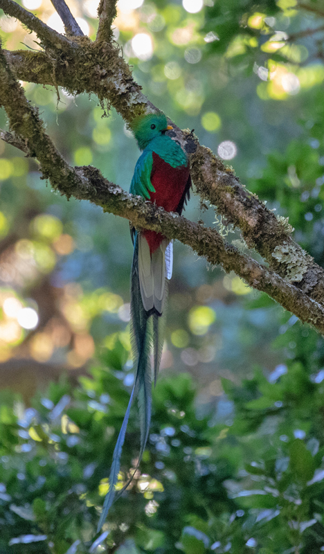 Quetzal, Pharomachrus mocinno. San Jose, Costa Rica d. 2 februar 2019. Fotograf; John Strange Petersen