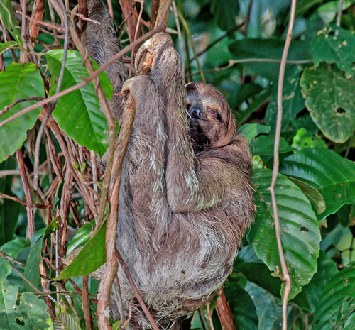 Tretåede dovendyr, Bradypus variegatus with moths. Nationalpark Tortuguero, Costa Rica d. 22 januar 2019. Fotograf; John Strange Petersen