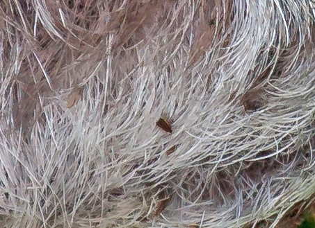 Tretåede dovendyr, Bradypus variegatus with moths. Nationalpark Tortuguero, Costa Rica d. 22 januar 2019. Fotograf; John Strange Petersen