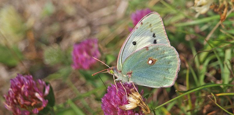 Violet Hsommerfugl, Colias aurorina ssp. heldreichii hvid hun. Rehov, Gramos, Albanien d. 12 juli 2019. Fotograf; Emil Blicher Bjerregrd