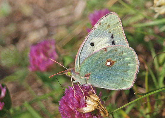 Violet Hsommerfugl, Colias aurorina ssp. heldreichii hvid hun. Rehov, Gramos, Albanien d. 12 juli 2019. Fotograf; Emil Blicher Bjerregrd