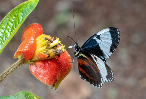 Hecale Longwing, Heliconius hecale ssp. zuleika (Hewitson, 1854). Dominical, Costa Rica d. 31 januar 2019. Fotograf; Rasmus Strange Petersen