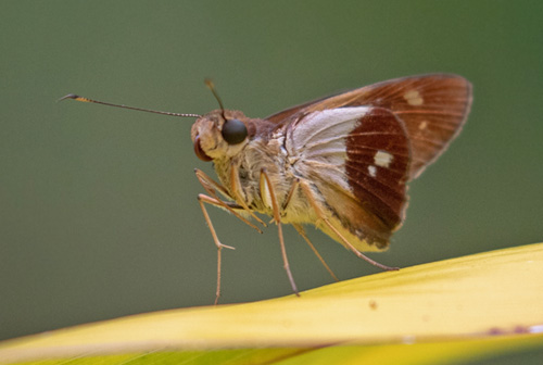 Perching Saliana, Saliana esperi (Evans, 1955). Costa Rica d. 22 januar 2019. Fotograf; John Strange Petersen