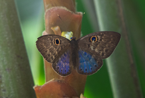 Blue-winged Eurybia, Eurybia lycisca (Westwood, 1851), Costa Rica d. 29  januar 2019. Fotograf; Rasmus Strange Petersen