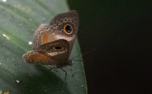 Lasus Metalmark, Perophthalma lasus (Westwood, 1851). Costa Rica d. 29  januar 2019. Fotograf; Rasmus Strange Petersen