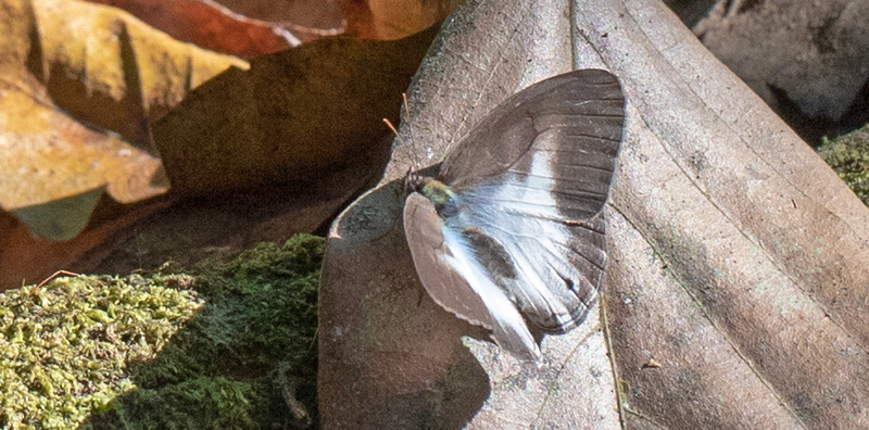 White-banded Satyr, Pareuptychia metaleuca (Boisduval, 1870). Costa Rica d. 30 januar 2019. Fotograf; John Strange Petersen