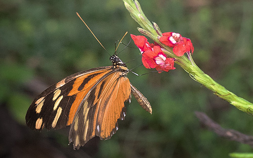 Tiger-striped Longwing, Heliconius ismenius ssp. clarescens (A. Butler, 1875). Costa Rica d. 1 februar 2019. Fotograf; John Strange Petersen