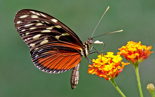 Hecale Longwing, Heliconius hecale ssp. zuleika (Hewitson, 1854). Dominical, Costa Rica d. 31 januar 2019. Fotograf; Rasmus Strange Petersen