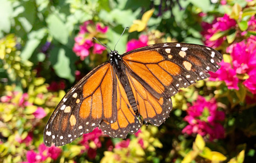 Monark, Danaus plexippus (Linnaeus, 1758). Funchal, Madeira, Portugal d. 29 april 2019. Fotograf; Regitze Enoksen