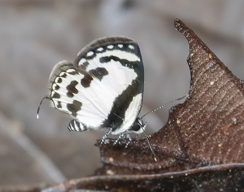 Elbowed Pierrot, Caleta elna (Hewitson, 1876).  Kuala Tahan, Taman Negara forest, Malaysia february 20, 2019.  Photographer; Knud Ellegaard