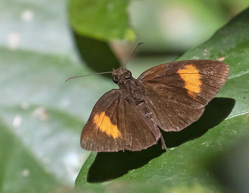 Bright Red Velvet Bob, Koruthaialos sindu (C. & R. Felder, 1860). Kuala Tahan, Taman Negara Forest, Malaysia february 20, 2019. Photographer; Knud Ellegaard