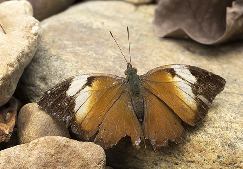 Autumn Leaf, Doleschallia bisaltide ssp. continentalis (Fruhstorfer, 1899) female.  Kuala Tahan, Taman Negara forest, Malaysia february 20, 2019.  Photographer; Knud Ellegaard