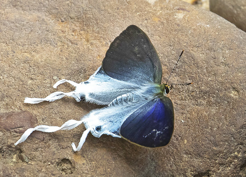 Fluffy Tit, Zeltus amasa (Hewitson, 1865). Kuala Tahan, Taman Negara forest, Malaysia february 20, 2019.  Photographer; Knud Ellegaard