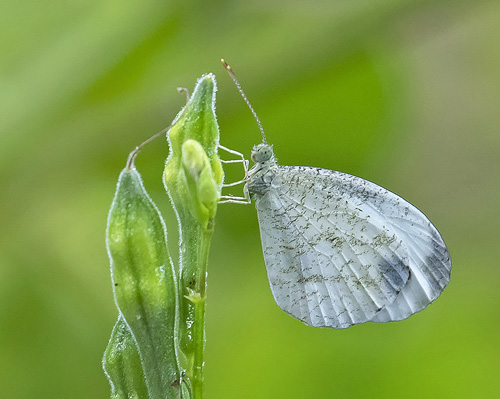 Psyyche, Leptosia nina ssp. malayana (Fruhstorfer, 1910). Kuala Tahan, Taman Negara forest, Malaysia february 20, 2019.  Photographer; Knud Ellegaard