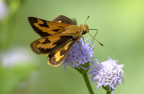 Common Palmfly, Elymnias hypermnestra ssp. tinctoria (Moore, 1878). Langkawi, Malaysia february 26, 2019.  Photographer; Knud Ellegaard