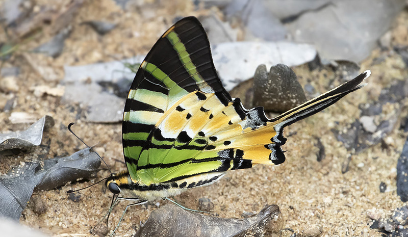 Fivebar Swordtail, Graphium antiphates ssp. itamputi (Butler, 1885). Kuala Tahan, Taman Negara forest, Malaysia february 20, 2019.  Photographer; Knud Ellegaard