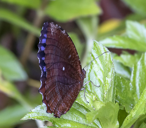 Common Palmfly, Elymnias hypermnestra ssp. tinctoria (Moore, 1878). Langkawi, Malaysia february 26, 2019.  Photographer; Knud Ellegaard