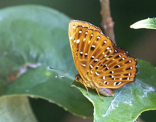 Punchinello, Zemeros flegyas ssp. allica (Fabricius, 1787). Langkawi, Malaysia february 26, 2019.  Photographer; Knud Ellegaard