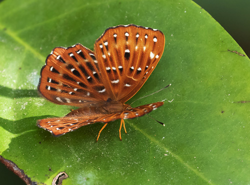 Punchinello, Zemeros flegyas ssp. allica (Fabricius, 1787). Langkawi, Malaysia february 26, 2019.  Photographer; Knud Ellegaard