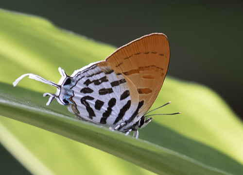 Common Posy, Drupadia ravindra ssp. moorei (Distant, 1882). Langkawi, Malaysia february 27, 2019.  Photographer; Knud Ellegaard