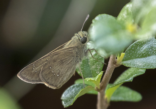 Rice Swift, Borbo cinnara (Wallace, 1866). Langkawi, Malaysia february 27, 2019. Photographer; Knud Ellegaard