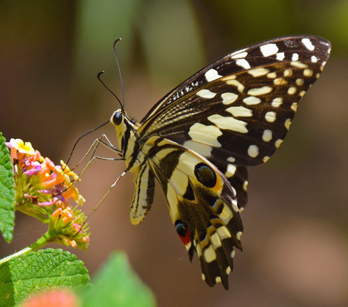 Papilio erithonioides (Grose-Smith, 1891). Tana to Andasibe, Madagaskar d. 23 oktober 2017. Fotograf; Hanne Christensen