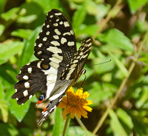 Papilio erithonioides (Grose-Smith, 1891). Tana to Andasibe, Madagaskar d. 23 oktober 2017. Fotograf; Hanne Christensen