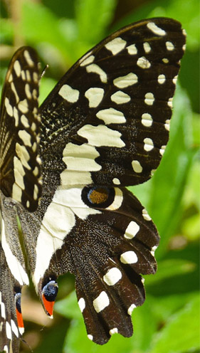 Papilio erithonioides (Grose-Smith, 1891). Tana to Andasibe, Madagaskar d. 23 oktober 2017. Fotograf; Hanne Christensen