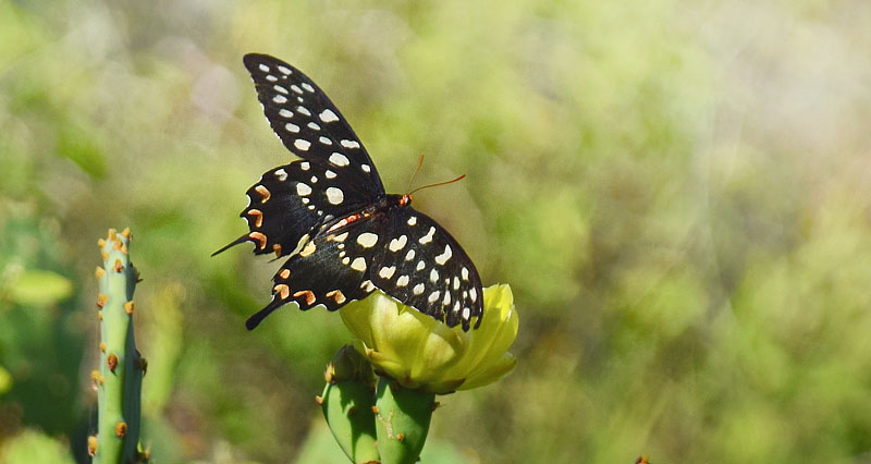  Madagaskar Kmpesvalehale, Pharmacophagus antenor (Drury, 1773). Ifaty, Tulear, Madagaskar d. 12 november 2018. Fotograf: Hanne Christensen