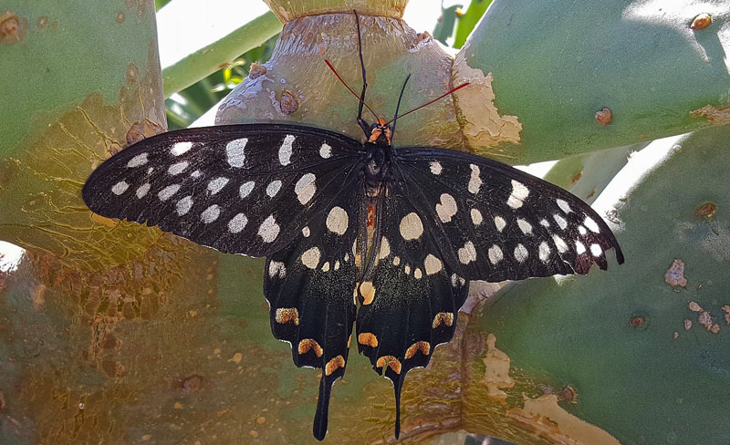 Madagaskar Kæmpesvalehale, Pharmacophagus antenor (Drury, 1773). Ifaty, Tulear, Madagaskar d. 12 november 2018. Fotograf: Hanne Christensen