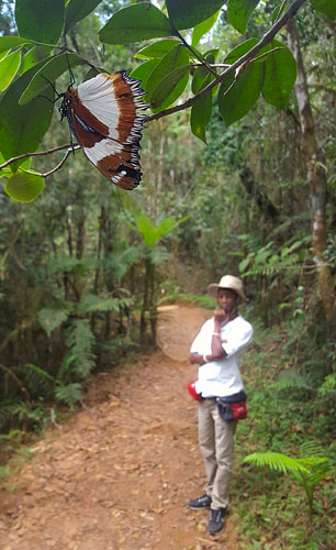 Madagascar Diadem, Hypolimnas dexithea (Hewitson, 1863). Ranomafana National Park, Madagaskar d. 8 November 2018. Fotograf: Hanne Christensen