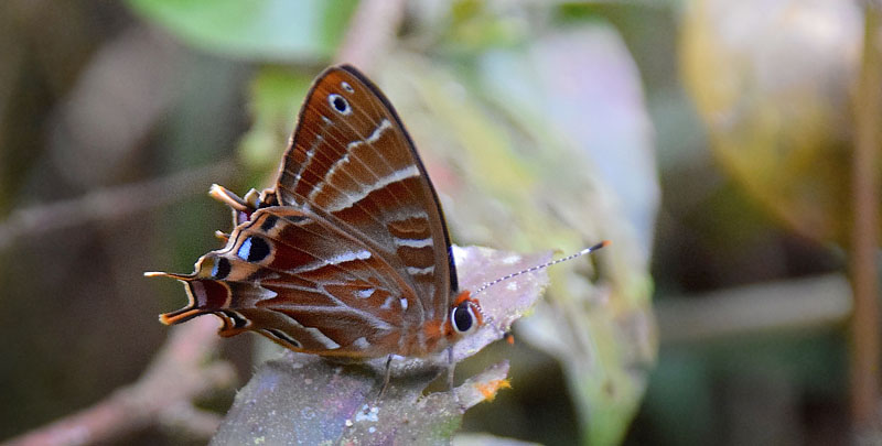 Madagascar metalmark, Saribia tepahi (Boisduval, 1833). Ranomafana National Park, Madagaskar d. 8 november 2018. Fotograf: Hanne Christensen