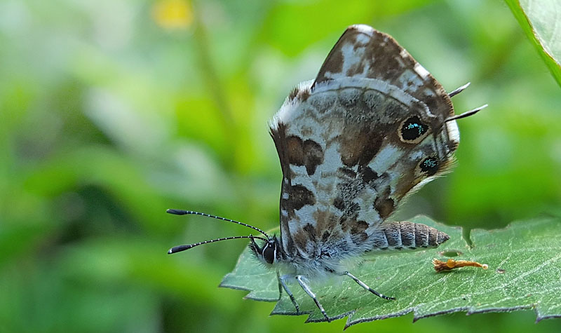  Madagaskar Bronzeblfugl, Cacyreus darius (Mabille, 1877). Antananarivo, Madagaskar d. 13 november 2018. Fotograf: Hanne Christensen