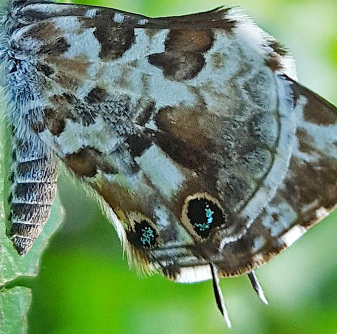  Madagaskar Bronzeblfugl, Cacyreus darius (Mabille, 1877). Antananarivo, Madagaskar d. 13 november 2018. Fotograf: Hanne Christensen