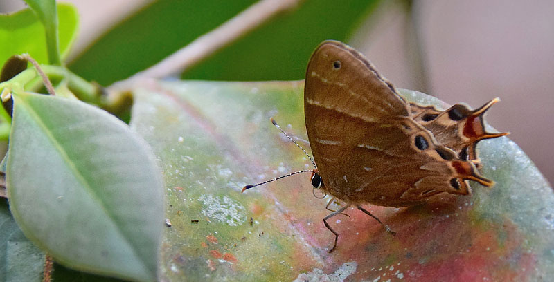 Madagascar metalmark, Saribia perroti (Riley, 1932). Ranomafana National Park, Madagaskar d. 8 november 2018. Fotograf: Hanne Christensen