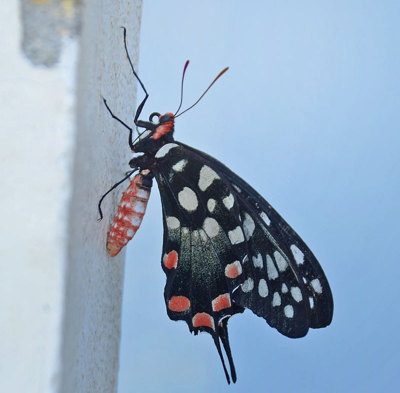 Madagaskar Kæmpesvalehale, Pharmacophagus antenor (Drury, 1773). Ifaty, Tulear, Madagaskar d. 12 november 2018. Fotograf: Hanne Christensen