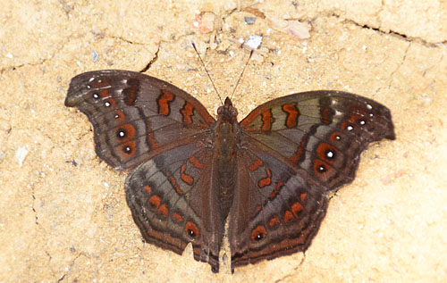 Madagascar Brown Pansy, Junonia goudotii (Boisduval, 1833). Andasibe Special Reserve, Madagaskar d. 1 november 2018. Fotograf: Hanne Christensen